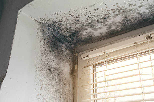 Affordable Attic Mold Removal solutions in Wakefield, MA